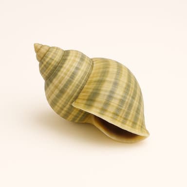 Ốc cà na